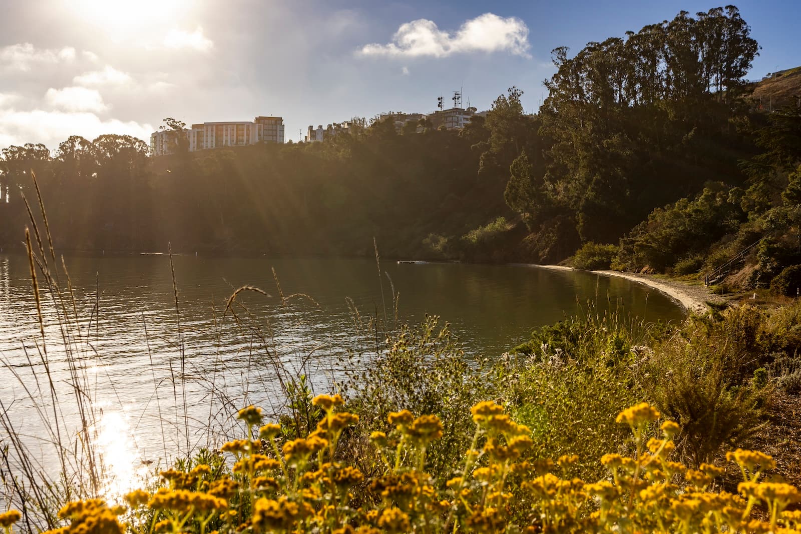 Golden hour view of a peaceful cove and walking trail on Treasure Island, with wildflowers and hillside homes overlooking San Francisco Bay.